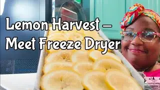 Lemon Harvest Meet Freeze Dryer 