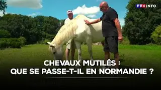 Des chevaux mutilés dans plusieurs communes de Normandie｜TF1 INFO
