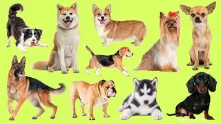 Learn names Cutest Dog Breeds in English | Learn Sounds of Cutest Dog Breeds for Kids