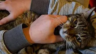 Purry comfort