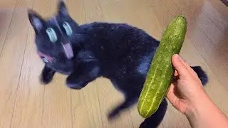 The Funniest Animal Videos Ever! 🐾😂 Cute Animals 🐕 Will Cheer you Up 🐱 Part 106