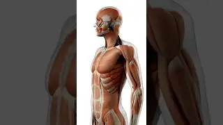 magical effects of potassium magnesium calcium in preventing obesity.