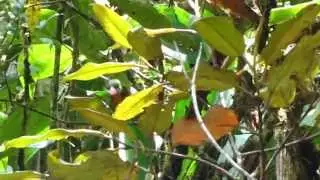 Lacrimose Mountain Tanager - Anisognathus lacrymosus - Yarigu&iacute;es Mountain Tanager