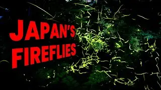 Where to Find Fireflies in Japan's Countryside