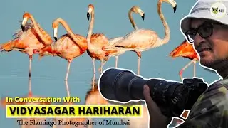 Meet The Flamingo Photographer of Mumbai | Vidyasagar Hariharan | NH Ground Report