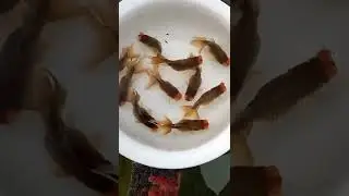LanshouGoldfish Satisfying fish Goldfish #short#shorts