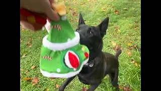 🎄Christmas Joy for Your Furry Friends | Baobicute Holiday Plush Toys for Dogs 🐶❤️