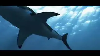 5 headed shark attack [2017] - female shark screen time