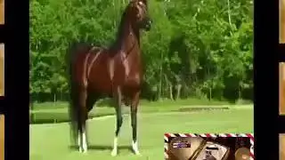 من راس عنزة