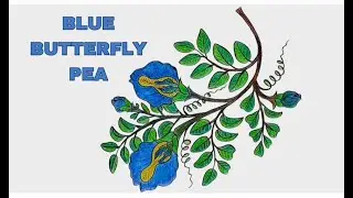 Blue Butterfly Pea Flower Drawing|| Blue Pea|| Butterfly Pea|| How to Draw Butterfly Pea Flower