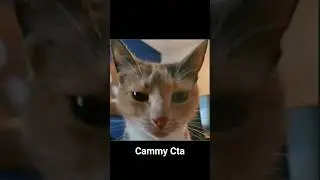 Cammy Cat
