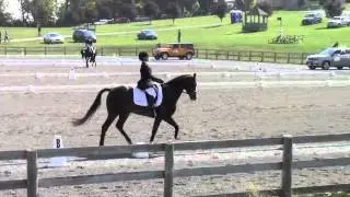 Wundermaske - Dressage - Morven - Intermediate