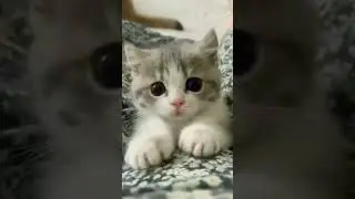 Crazy Cat Antics: Funny and Unpredictable Cat Behavior