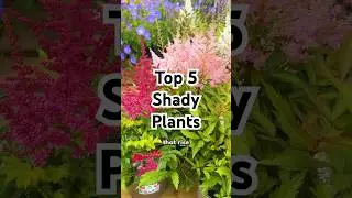 5 beautiful shade-loving plants 🌿