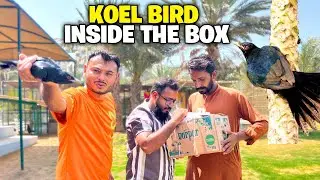 Koel bird rescue ho ka agai ab Iska KIYA krein?