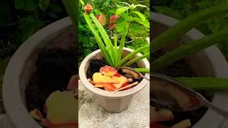 How to Use Apple Peels as Fertilizer for Your Plants, Eco Gardening Tips