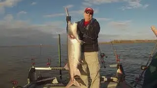Spoonbill action on Grand Lake Oklahoma
