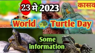 Some information on Turtle in English | Turtle essay in English | कासव माहिती इंग्लिश मधे |#turtles