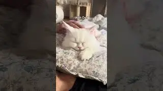 My girl cat's different vibes: Mom vs Dad😾😻 #shorts #cat #funny