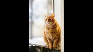 Why Cats Scratch: The Secret Language of Their Paws!