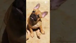 5 Cutest Animal Behaviors