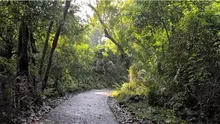 Walking through the Victoria Falls Rainforest #zimbabwe