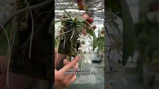 These Are NOT Your Average Orchids