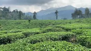 Beautiful Wayanad Tea Plantation view 🤩