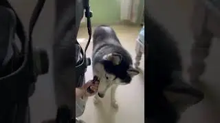 Work from home with a dog #viral #dogs #wfh  #cutedog #funny