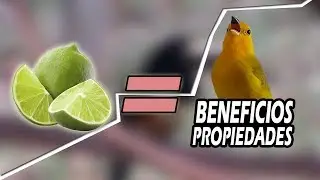 6 Razones Para Darle Limón  A Tus Pajaros + COLOCACIÓN