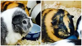 Daily Guinea Pig Health Check