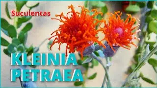 Vamos conhecer a Suculenta Kleinia Petraea(Senecio Jacobsenii) e aprender a cultivar 🥰🌱🪴