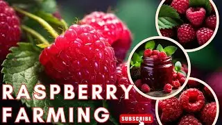 Raspberry Farming Business Plan / How to Grow Raspberry Step by Step / Raspberry Cultivation Tips