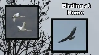 Birding at Home | #3