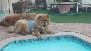 In Loving Memory of Fudge -  All special Moments since the beginning 2014-2025 - [The Fudge Legacy]
