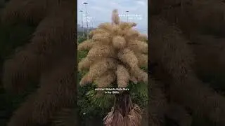 Rio de Janeiro's palms flower for the first and only time