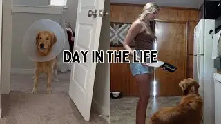 VLOG | A day in the life with a golden retriever