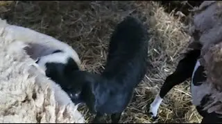 lamb cam