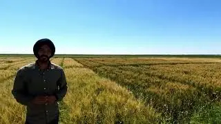 Influence of potassium fertilizer on yield, seed quality and lodging of malt barley and spring wheat