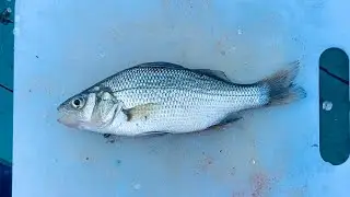 How to Fillet White Perch!! - QUICK and EASY