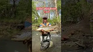 GIANT Pennsylvania Wild Brown Trout
