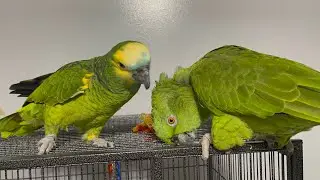 Loro discutiendo consu dueño/mira como se coloca vicky parq Jaco la acaricié/lora enamorada de Jaco