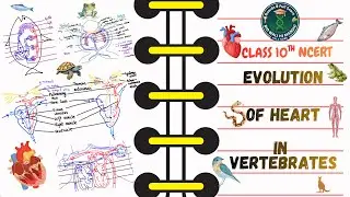 ❤️ Dil Ka Safar: From Fish to Human! | Evolution of Heart in Vertebrates | Class 10 NCERT Biology