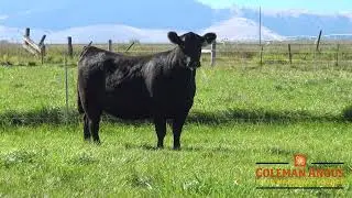 Lot 37 Coleman Donna 4422