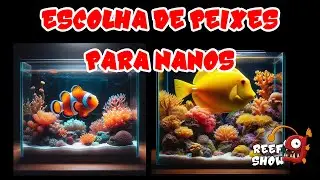 TEM AQUÁRIO PEQUENO? Saiba quais PEIXES ESCOLHER!