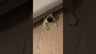 Pranking Pug with a Fake Pug | Poogie the Pug