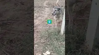 Installed a shock machine in the field. #shorts #trending #farming #dog @realherofarmer2482 @MRINDIANHACKER