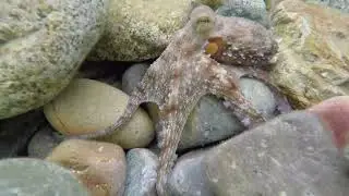 Octopus vulgaris hunting