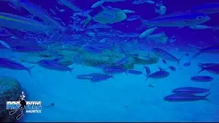 Water Lilly - Pro Dive Mauritius