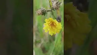🌸✨ Beauty of Nature & Flowers 🌿🌞 | Fresh Air, Peace & Inspiration 🌼💚